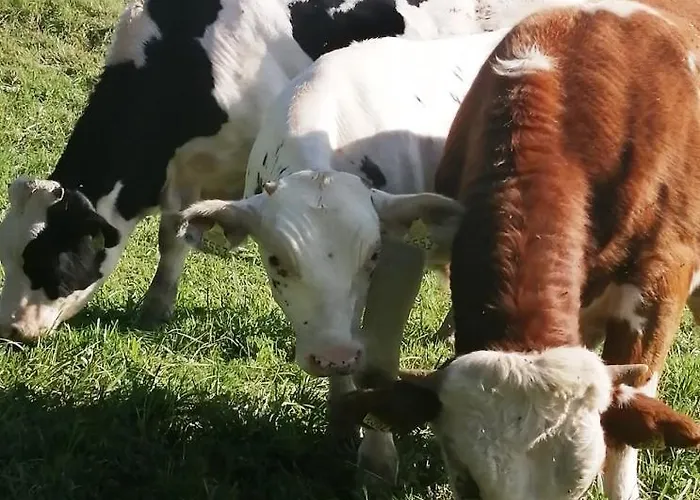 Casa de Campo Marta's House *